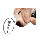 福島アダプトネットワーク看板犬ちくわ（個別スタンプ：17）