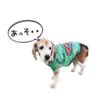 福島アダプトネットワーク看板犬ちくわ（個別スタンプ：18）