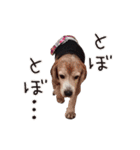 福島アダプトネットワーク看板犬ちくわ（個別スタンプ：19）