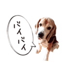 福島アダプトネットワーク看板犬ちくわ（個別スタンプ：20）