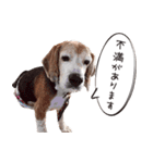 福島アダプトネットワーク看板犬ちくわ（個別スタンプ：21）