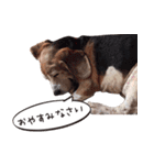 福島アダプトネットワーク看板犬ちくわ（個別スタンプ：22）