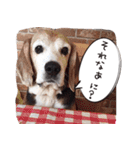福島アダプトネットワーク看板犬ちくわ（個別スタンプ：23）