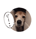 福島アダプトネットワーク看板犬ちくわ（個別スタンプ：24）