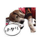 福島アダプトネットワーク看板犬ちくわ（個別スタンプ：25）