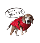 福島アダプトネットワーク看板犬ちくわ（個別スタンプ：26）
