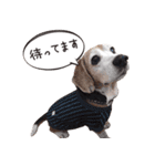 福島アダプトネットワーク看板犬ちくわ（個別スタンプ：27）