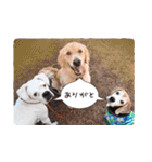 福島アダプトネットワーク看板犬ちくわ（個別スタンプ：29）