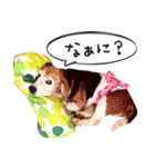 福島アダプトネットワーク看板犬ちくわ（個別スタンプ：30）
