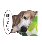 福島アダプトネットワーク看板犬ちくわ（個別スタンプ：31）