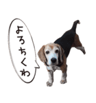 福島アダプトネットワーク看板犬ちくわ（個別スタンプ：33）