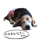 福島アダプトネットワーク看板犬ちくわ（個別スタンプ：34）