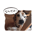 福島アダプトネットワーク看板犬ちくわ（個別スタンプ：35）