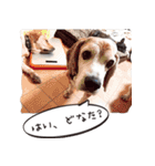 福島アダプトネットワーク看板犬ちくわ（個別スタンプ：36）