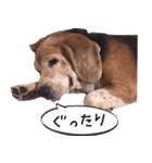 福島アダプトネットワーク看板犬ちくわ（個別スタンプ：37）