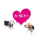 福島アダプトネットワーク看板犬ちくわ（個別スタンプ：38）