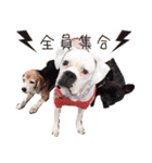 福島アダプトネットワーク看板犬ちくわ（個別スタンプ：39）