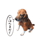 福島アダプトネットワーク看板犬ちくわ（個別スタンプ：40）