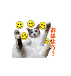 はな、ふう、マコ、マイファミリー（個別スタンプ：1）
