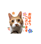 はな、ふう、マコ、マイファミリー（個別スタンプ：2）