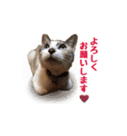 はな、ふう、マコ、マイファミリー（個別スタンプ：8）