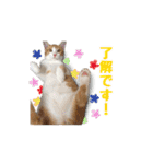 はな、ふう、マコ、マイファミリー（個別スタンプ：13）