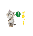 はな、ふう、マコ、マイファミリー（個別スタンプ：16）