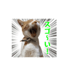 はな、ふう、マコ、マイファミリー（個別スタンプ：20）