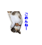 はな、ふう、マコ、マイファミリー（個別スタンプ：21）