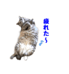 はな、ふう、マコ、マイファミリー（個別スタンプ：23）