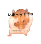 可愛いハムスター2（個別スタンプ：1）