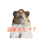 可愛いハムスター2（個別スタンプ：4）