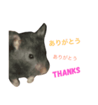 可愛いハムスター2（個別スタンプ：7）