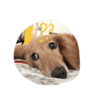 僕はダックス。byチェロ（個別スタンプ：12）
