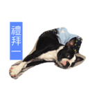 Boston terrier a-fu（個別スタンプ：1）