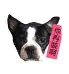 Boston terrier a-fu（個別スタンプ：2）