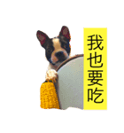 Boston terrier a-fu（個別スタンプ：3）