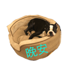 Boston terrier a-fu（個別スタンプ：4）