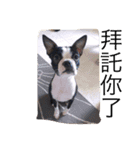 Boston terrier a-fu（個別スタンプ：5）