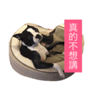 Boston terrier a-fu（個別スタンプ：6）