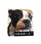 Boston terrier a-fu（個別スタンプ：8）