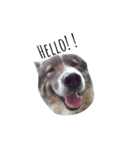 MhooG'dog（個別スタンプ：1）