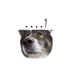 MhooG'dog（個別スタンプ：2）
