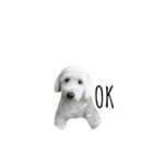 MhooG'dog（個別スタンプ：3）