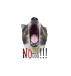 MhooG'dog（個別スタンプ：4）
