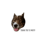MhooG'dog（個別スタンプ：7）