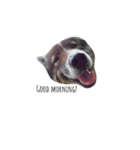 MhooG'dog（個別スタンプ：8）