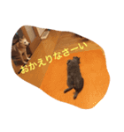 わんにゃんあいさつ（個別スタンプ：5）