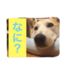 わんにゃんあいさつ（個別スタンプ：6）