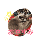 わんにゃんあいさつ（個別スタンプ：7）